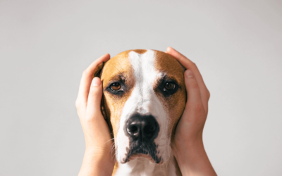 Silvesterknallerei – Erste-Hilfe-Massnahmen gegen die Angst beim Hund