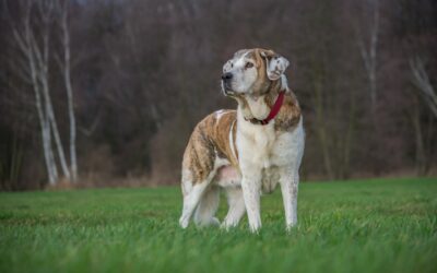 Herdenschutzhund vs. Hütehund